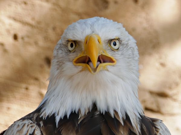 El que sabe, sabe - ¡Águilas calvas, radiografías, películas!