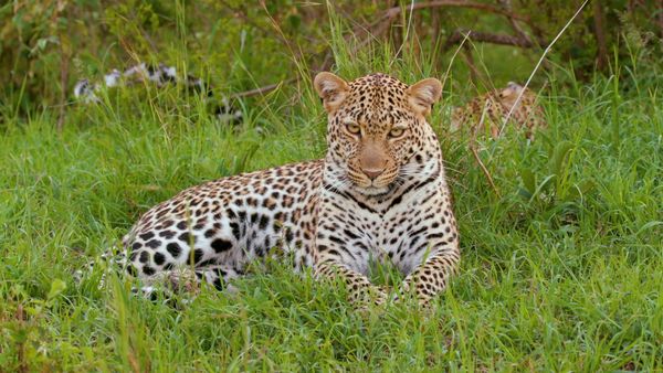 ADN Animal - La familia Felidae