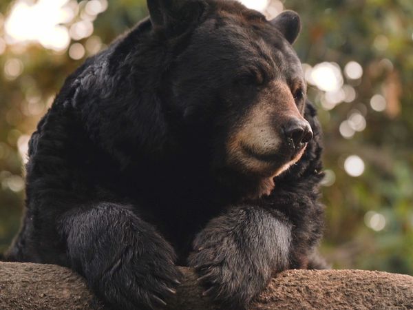ADN Animal - Osos