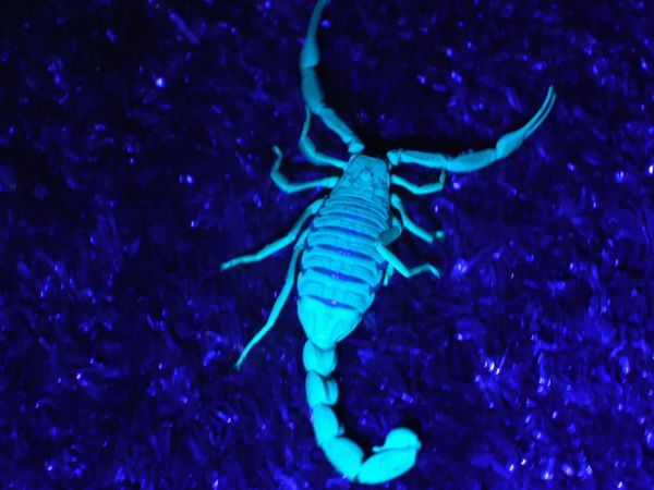 ADN Animal - Criaturas venenosas