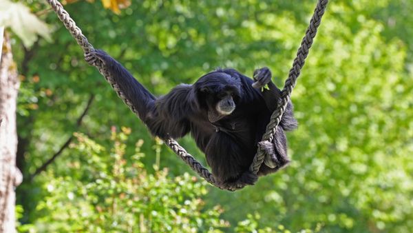 ADN Animal - Primates