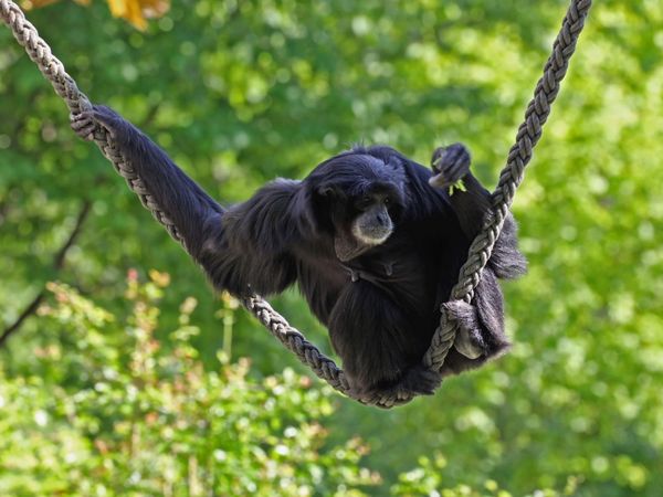 ADN Animal - Primates