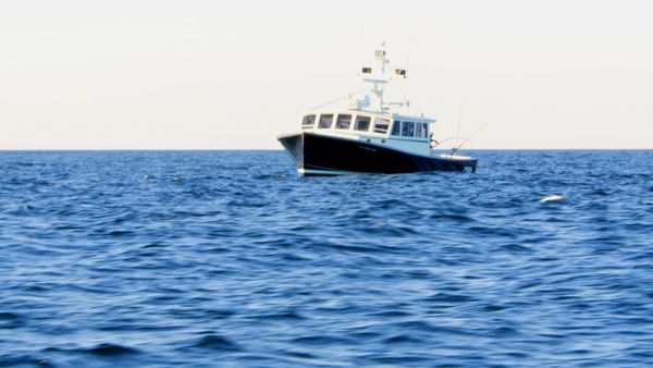 Wicked Tuna - Ein riskanter Deal