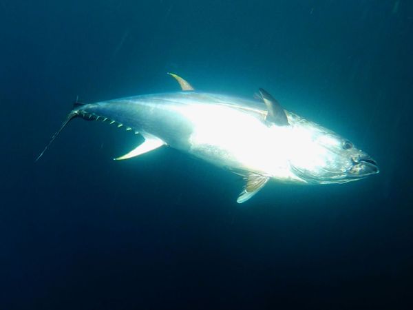Wicked Tuna - Wendepunkt