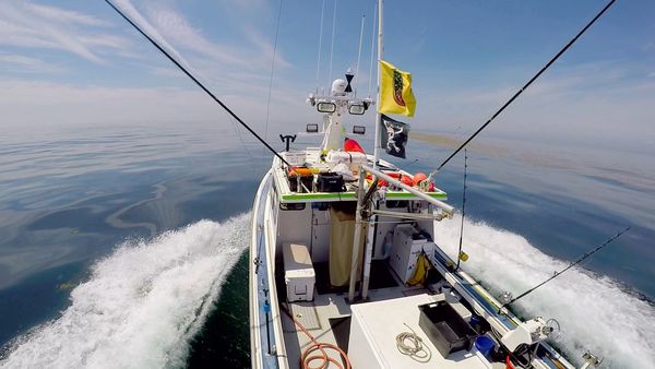 Wicked Tuna - Dem Ziel so nah