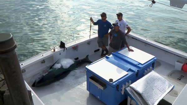 Wicked Tuna - Schlägerei um Bluefin