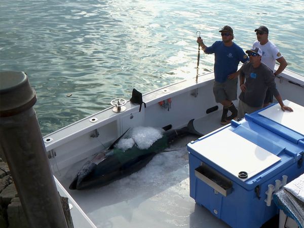 Wicked Tuna - Schlägerei um Bluefin