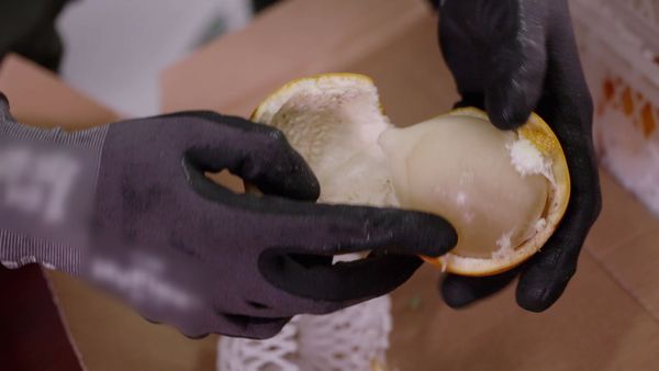 ¡ALTO! Frontera - Episodio 14
