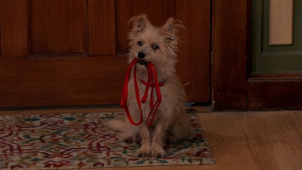 Nicky, Ricky, Dicky e Dawn - Cachorro em casa
