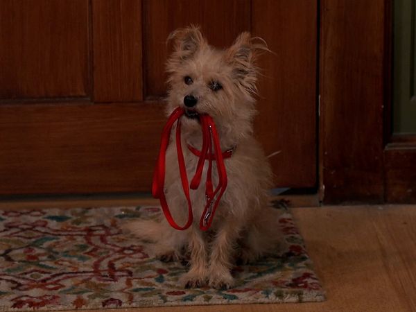 Nicky, Ricky, Dicky e Dawn - Cachorro em casa