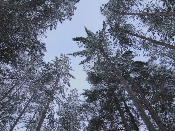 Survivorman - Norwegian Mountain Survival Part 2