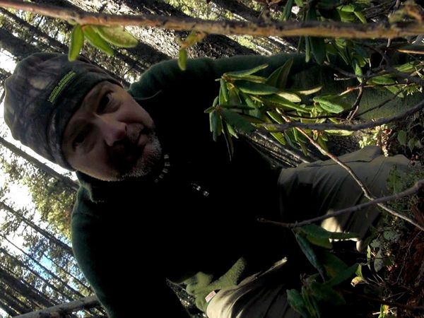 Survivorman - Giants of the Forest