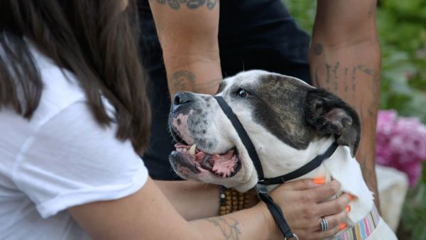 Dog Tales Rescue - Overcrowded