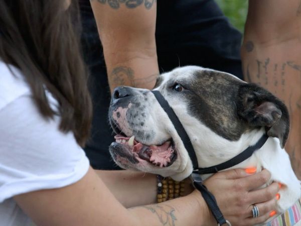 Dog Tales Rescue - Overcrowded