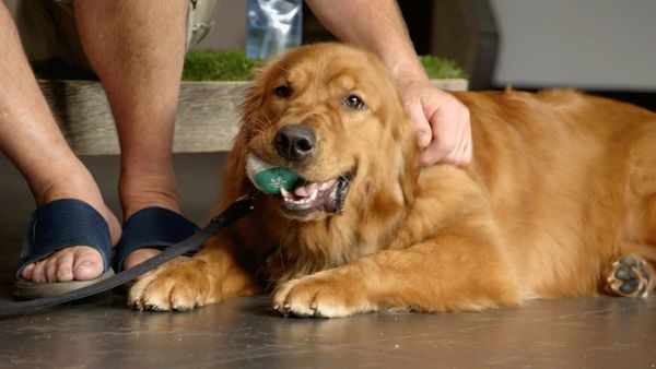 Dog Tales Rescue - Unforgettable