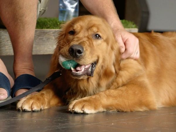 Dog Tales Rescue - Unforgettable