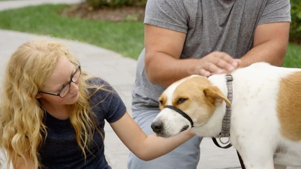 Dog Tales Rescue - Best Course of Action