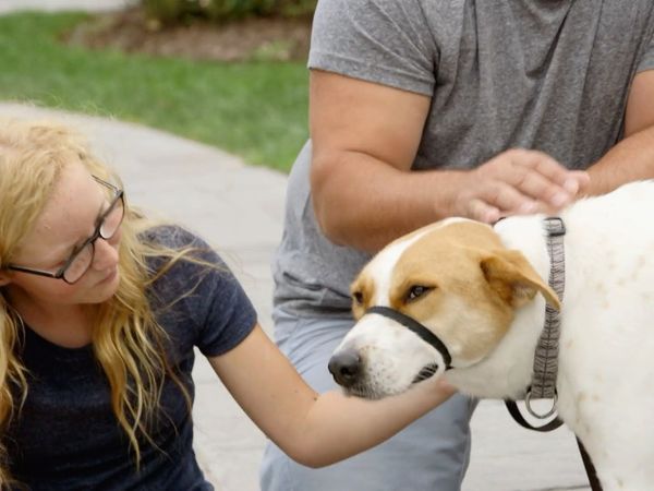 Dog Tales Rescue - Best Course of Action