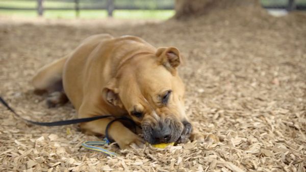 Dog Tales Rescue - A New Leash on Life