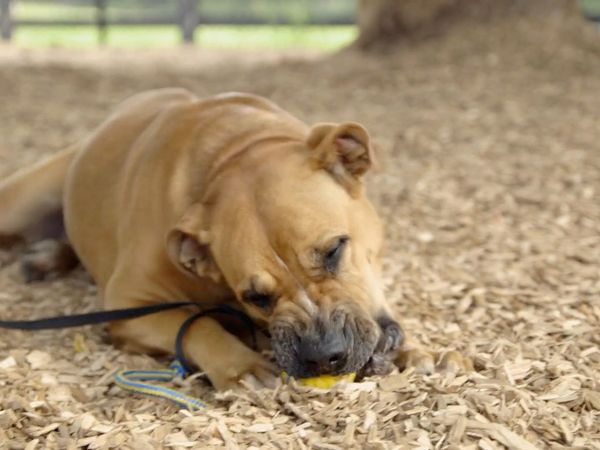 Dog Tales Rescue - A New Leash on Life