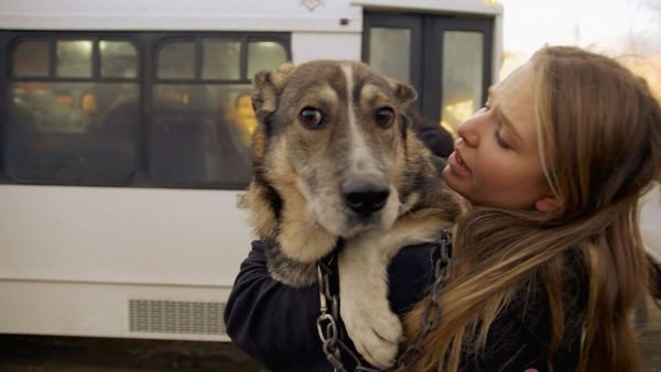 Dog Tales Rescue - A Team Effort