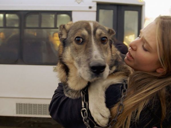 Dog Tales Rescue - A Team Effort