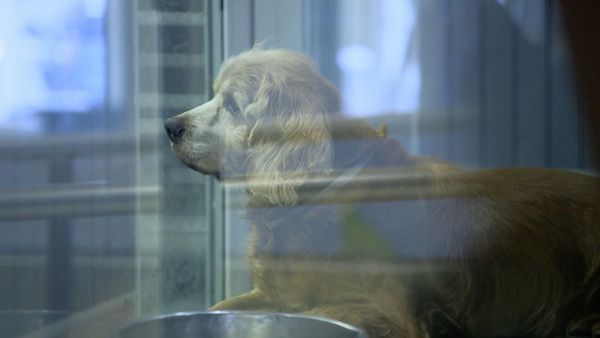 Dog Tales Rescue - A Special Bond