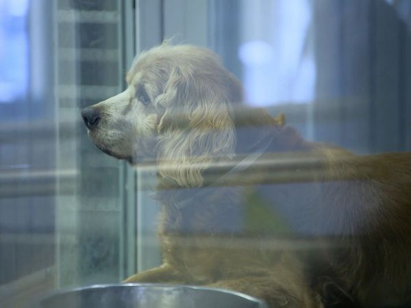 Dog Tales Rescue - A Special Bond