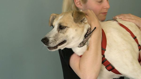 Dog Tales Rescue - Phoebe's Legs