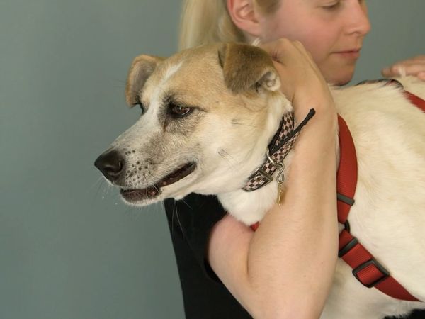 Dog Tales Rescue - Phoebe's Legs