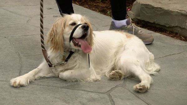 Dog Tales Rescue - Second Chances