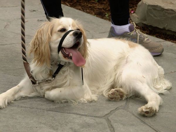 Dog Tales Rescue - Second Chances