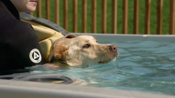 Dog Tales Rescue - Above and Beyond