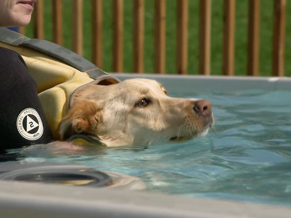 Dog Tales Rescue - Above and Beyond