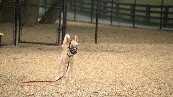 Dog Tales Rescue - Mind Your Manners