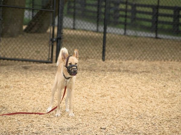 Dog Tales Rescue - Mind Your Manners