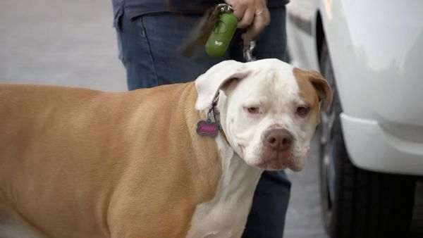 Dog Tales Rescue - Whatever it Takes