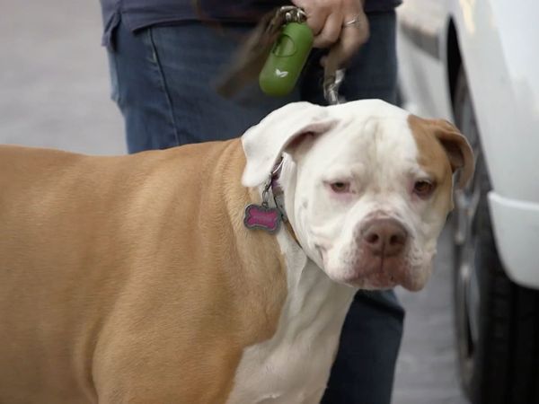 Dog Tales Rescue - Whatever it Takes