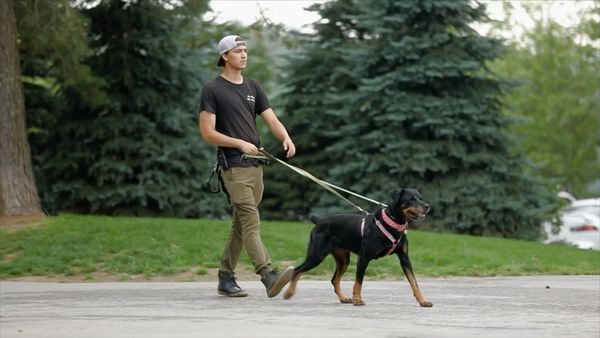 Dog Tales Rescue - Save the 21