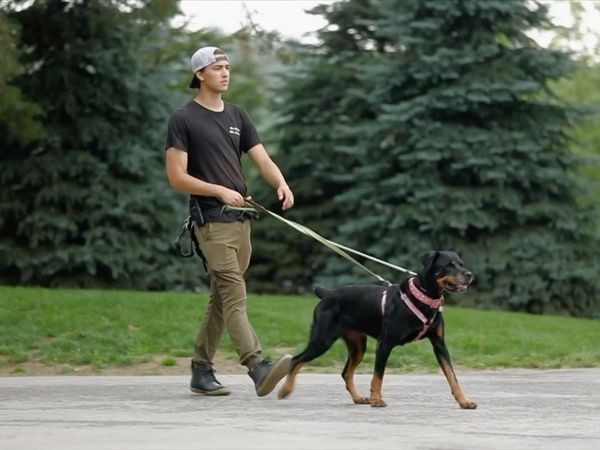 Dog Tales Rescue - Save the 21