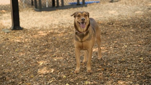 Dog Tales Rescue - Overlooked