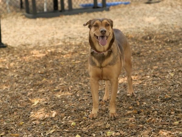 Dog Tales Rescue - Overlooked