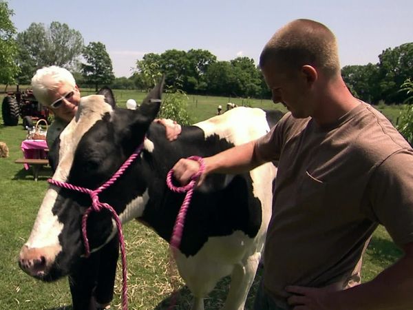 Cake Boss - Prize Cow, Pop-Tarts and a Predicament