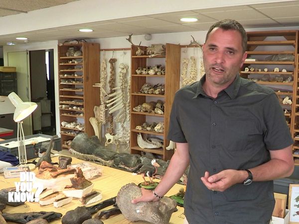 Did You Know? - Wonders of Nature