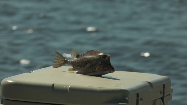 Blair Wiggins Outdoors - Mud Boats and Spring Tide