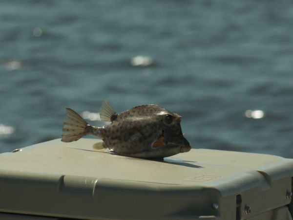 Blair Wiggins Outdoors - Mud Boats and Spring Tide