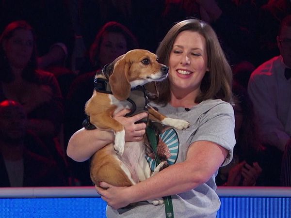 Idiotest - Cat Lovers vs. Dog Lovers