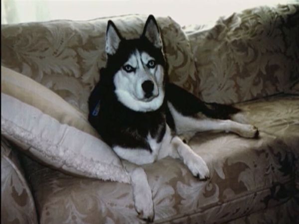 Medical Detectives - Hair of the Dog