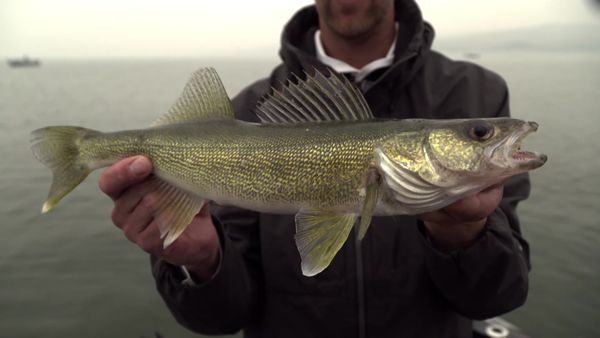 Americana Outdoors - The National Walleye Tour