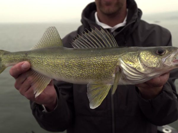 Americana Outdoors - The National Walleye Tour